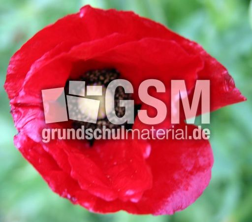 Klatschmohn-3.jpg